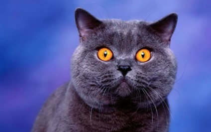 Brit macska faj leírása, karakter, ellátás