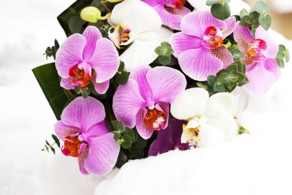 Csokor orchidea létre és kombinálható más virágok (orchidea) Csokor orchidea létre, és a mérkőzés más színekkel