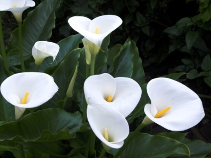 Menyasszony csokor Calla liliom és orchideák - cikk a színek kifejezésére (szín) Menyasszony csokor Calla liliom és orchideák - cikk a színeket, hogy kifejezzék