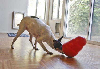 Mi a takarmány egy játékot terrier fontos ajánlások (feed) Mi a takarmány egy játékot terrier fontos ajánlásokat