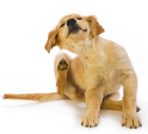 Tisztítása a fül kutyák (ellátás a fül)