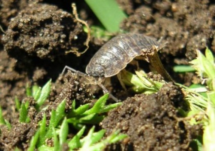 Mit esznek woodlice a természetben és az otthoni