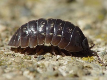 Mit esznek woodlice a természetben és az otthoni