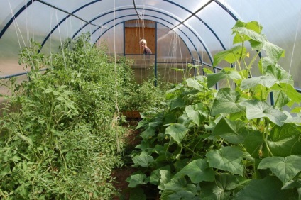 Hogy lehet ültetni egy üvegházban paradicsommal együtt növekszik padlizsán, görögdinnye és paradicsom a környéken,