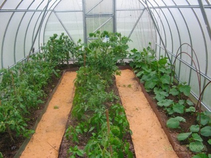 Hogy lehet ültetni egy üvegházban paradicsommal együtt növekszik padlizsán, görögdinnye és paradicsom a környéken,
