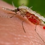 Що допомагає від укусів комарів ефективні засоби