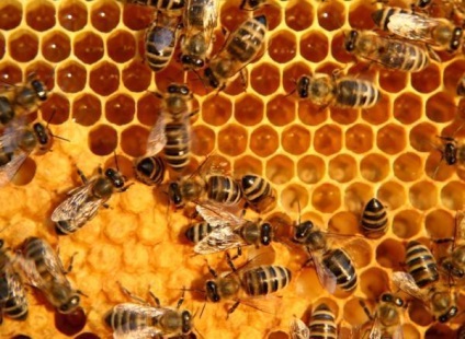 Mi a méz - az öngyógyítás a méhészet otthon