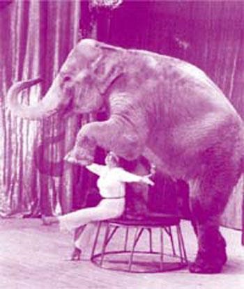 Circus tragédia, mint az állatok megcsonkít oktatók - a forrása a jó hangulat