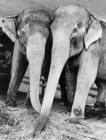 Circus tragédia, mint az állatok megcsonkít oktatók - a forrása a jó hangulat (történt) Circus tragédia, mint az állatok megcsonkít oktatók - a forrása a jó hangulat