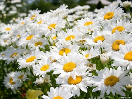 Daisy virágok a fotó (50 fotó)