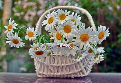 Daisy virágok a fotó (50 fotó)