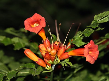 Trombita virág - ültetés és gondozás központi trombita fotó, termesztése és szaporítása trombita