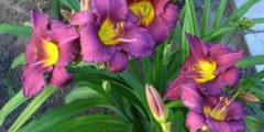 Virág Viola (árvácska) fotó, termesztés, gondozás, tenyésztés