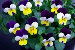 Virág Viola (árvácska) fotó, termesztés, gondozás, tenyésztés