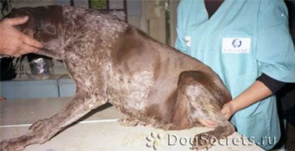 Dirofilariasis kutyák tünetei, kezelése