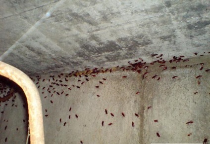 A hazai vörös csótányok (csótányok), megjelenés, a táplálkozás, szaporodás, hol kell keresni, a megelőzés és
