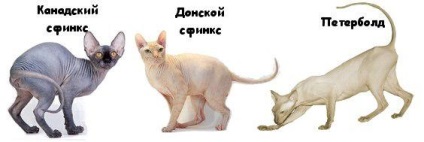 Szfinx -, hogy minden tulajdonos a macska kell tudni
