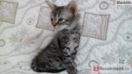 Sphynx - a „gumi kefével vagy a előnyeiről és hátrányairól (Sphinx) Szfinx - a „gumi kefével vagy az érvek és ellenérvek