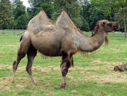 Bactrian Camel neve, érdekes tények, fotók (két púpos) Bactrian Camel neve, érdekes tények, fotók
