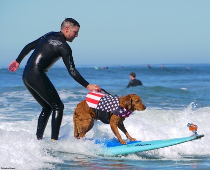 Ez a kutya szörfözés beteg emberek