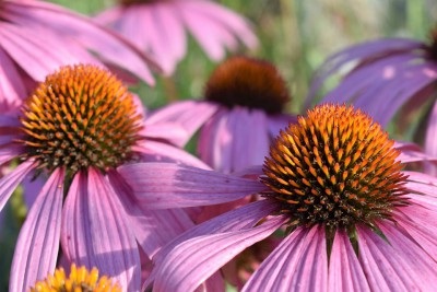 Echinacea ültetés és gondozás a nyílt terepen