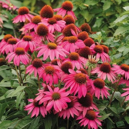 Echinacea megfelelő ültetés és gondozás