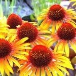 Echinacea megfelelő ültetés és gondozás