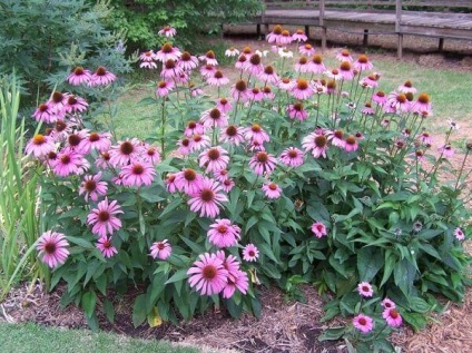 Echinacea megfelelő ültetés és gondozás