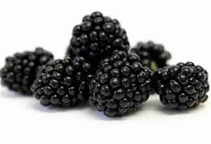 Blackberry hasznos tulajdonságok és ellenjavallatok bogyók, levelek