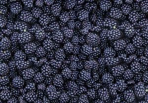 Blackberry hasznos tulajdonságok és ellenjavallatok bogyók, levelek