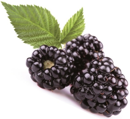 Blackberry hasznos tulajdonságai contra kalóriatartalmú gyümölcs