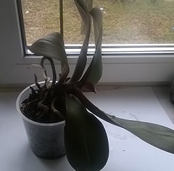Phalaenopsis - száraz, megfeketedett, rothadó gyökerek (gyökerek) Phalaenopsis - száraz, megfeketedett, rothadó gyökerek
