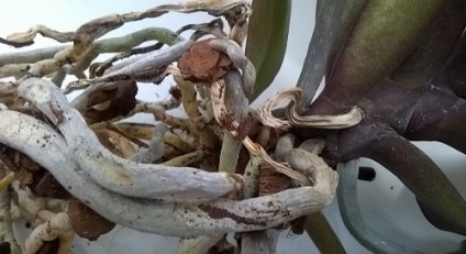 Phalaenopsis - száraz, megfeketedett, rothadó gyökerek