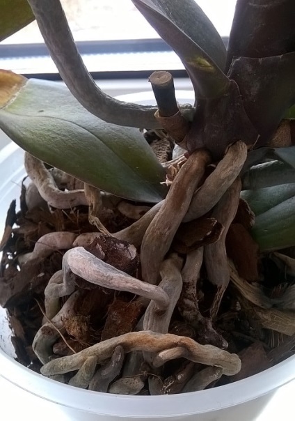 Phalaenopsis - száraz, megfeketedett, rothadó gyökerek (rot) Phalaenopsis - száraz, megfeketedett, rothadó gyökerek