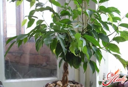 Ficus Natasha, hogyan kell gondoskodni a növények számára