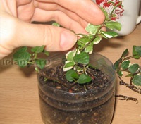Ficus pumila - Ficus törpe - ellátás és termesztés