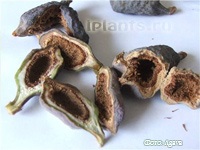 Ficus pumila - Ficus törpe - ellátás és termesztés