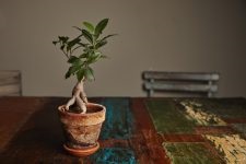 Ficus pumila Uayt sannik fotó, ápolási otthon
