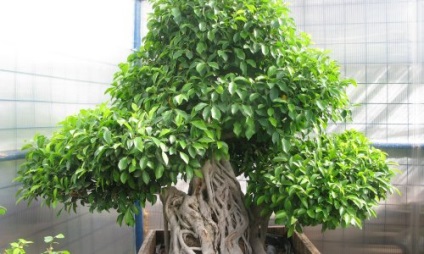 Ficus varietis ellátás