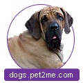 Phil Brasileiro (Brasileiro) Fila Brasileiro