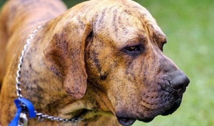 Fila Brasileiro fajta fotó és leírás, az ár és az értékelés a kutyatulajdonosok