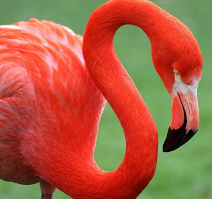 Flamingo - a szent madár az egyiptomiak, egy lábon
