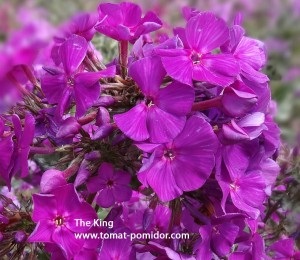 Phlox a kertben - ültetés, gondozás, fajtájú és fényképek, növekvő paradicsom a nyaraló (ellátás) Phlox a kertben - ültetés, gondozás, fajták, és a fotók, a termesztés paradicsom a következő országok közül