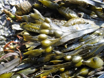 Húgyhólyag roncs gyógyító hatás, alkalmazás, szerkezete, tulajdonságai barna alga, Fucus