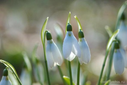 Galanthus leírása a növény, telepítése és karbantartása, szorzás