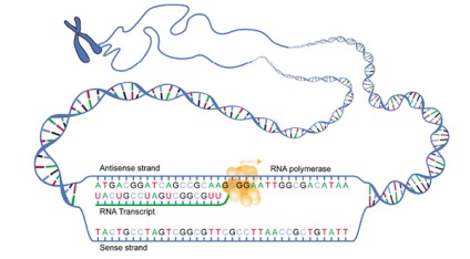 Gene, - része a DNS-molekula, és néhány vírus - RNS, amely elvégzi néhány konkrét