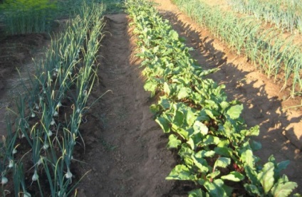 Herbicid „Roundup” használati utasítást és a hatékonyság növelése tippek