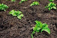 Herbicid „Roundup” használati utasítást és a hatékonyság növelése tippek