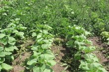 Herbicid „Roundup” használati utasítást és a hatékonyság növelése tippek (Roundup) Herbicid „Roundup” használati utasítást és a hatékonyság növelése tippek