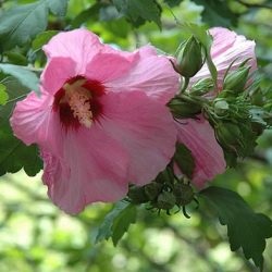 Hibiscus kert gondozása és tenyésztése, ültetés a nyílt terepen, fotó, felnövő a külvárosban (leszállás) Hibiscus kert gondozása és tenyésztése, ültetés a nyílt terepen, fotó, felnövő a külvárosban